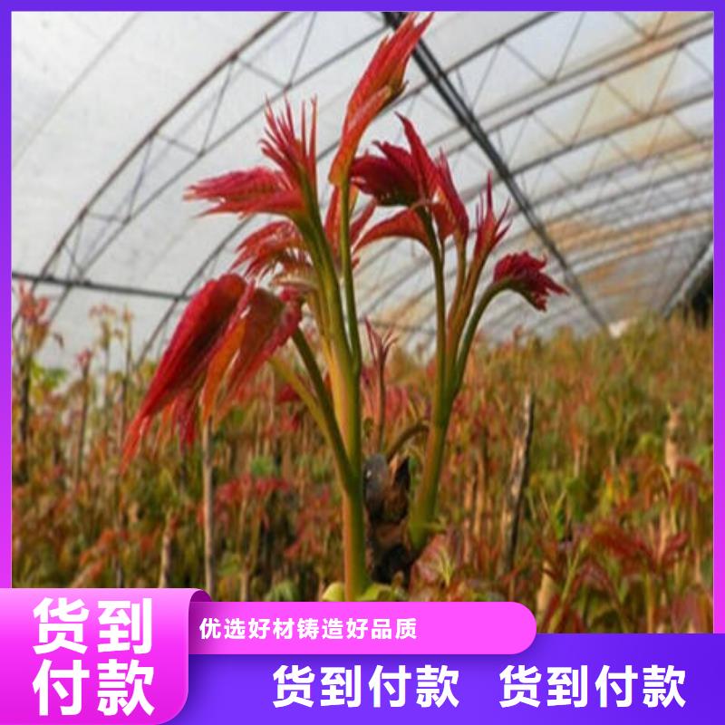 香椿树苗源头工厂