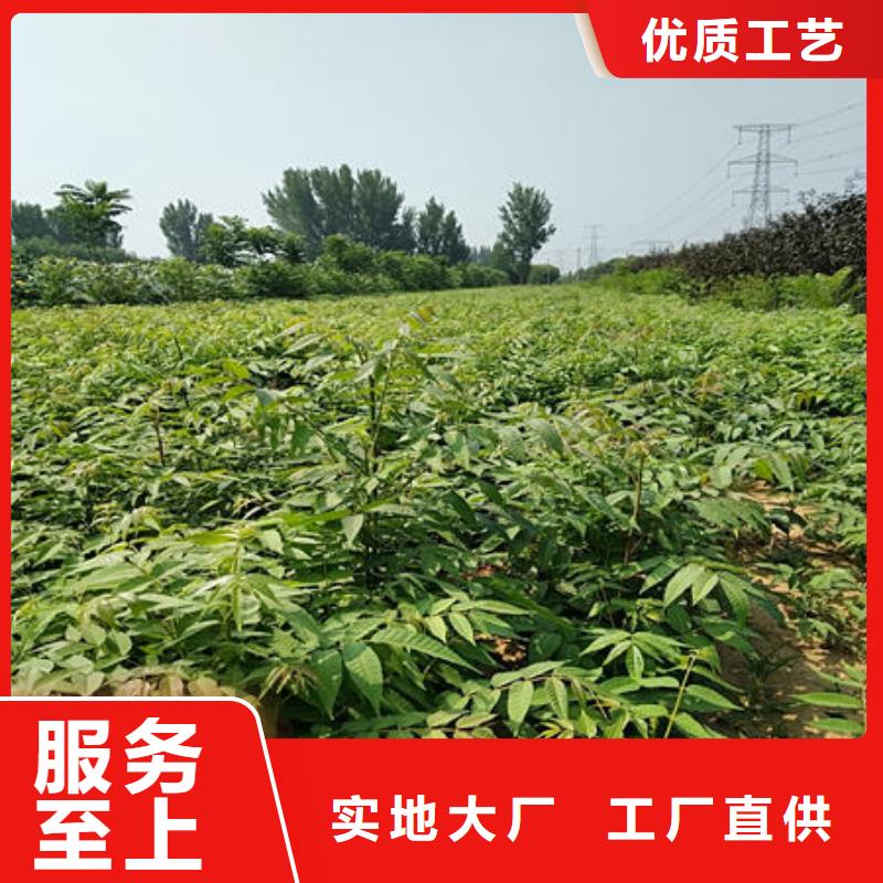 香椿树苗现货长期供应