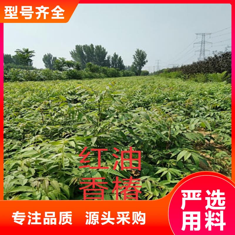 正宗香椿树苗生产厂家-欢迎来电