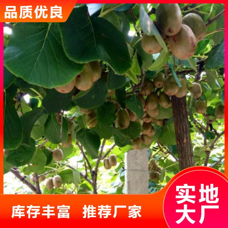 猕猴桃树苗厂家低价出货