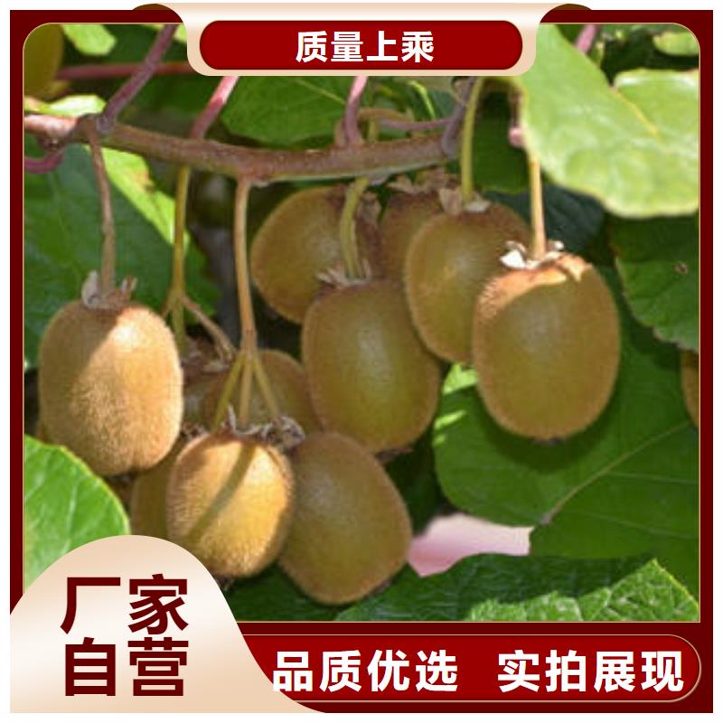 猕猴桃树苗价格公道