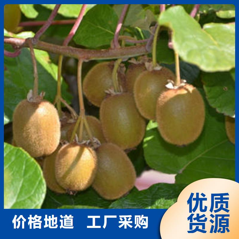 猕猴桃树苗低于市场价