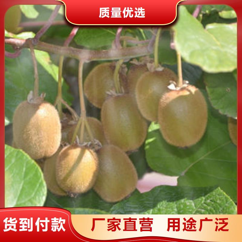 猕猴桃树苗厂家