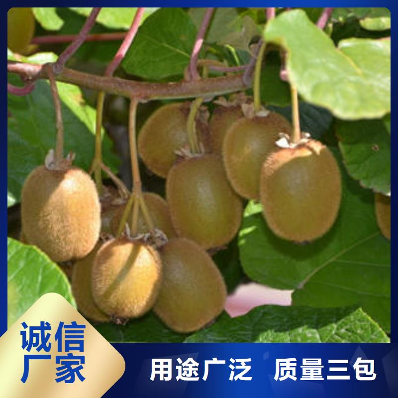 购买猕猴桃树苗-实体厂家可定制