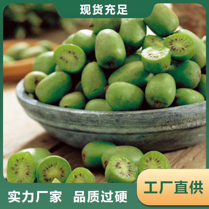 猕猴桃树苗现货质量好