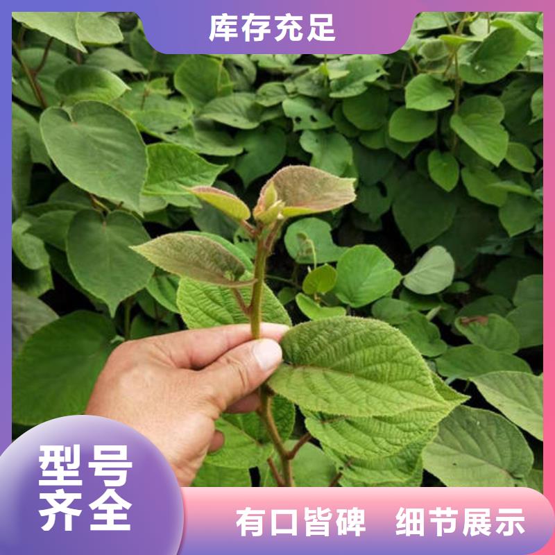 支持定制的猕猴桃树苗销售厂家