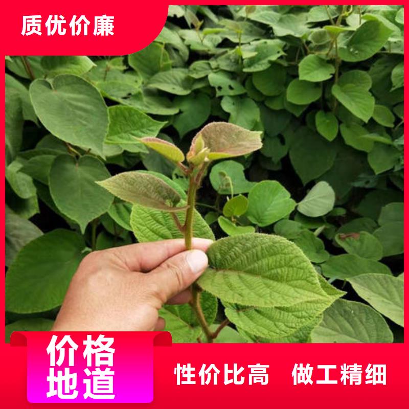 猕猴桃树苗真诚的服务