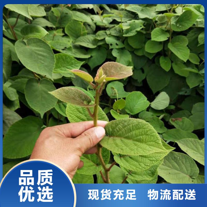 猕猴桃树苗来电报价