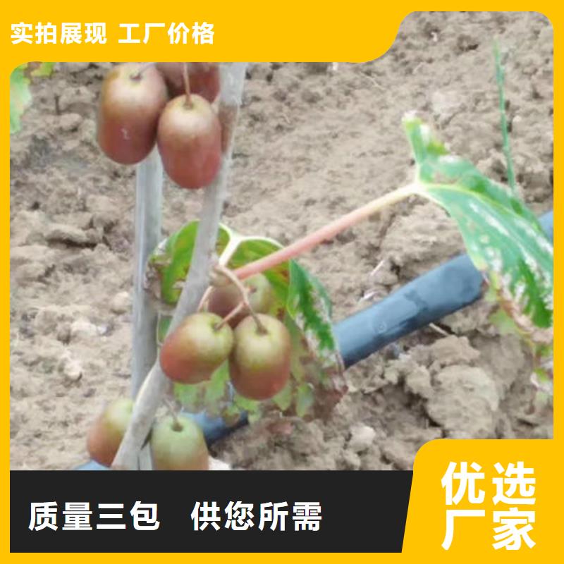 猕猴桃树苗厂家优惠促销