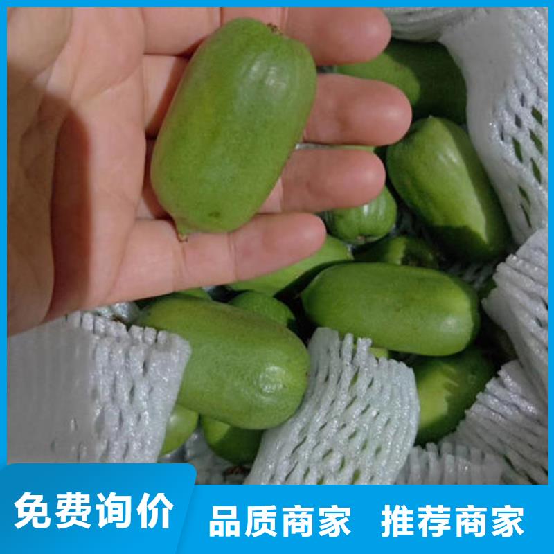 猕猴桃树苗超高性价比