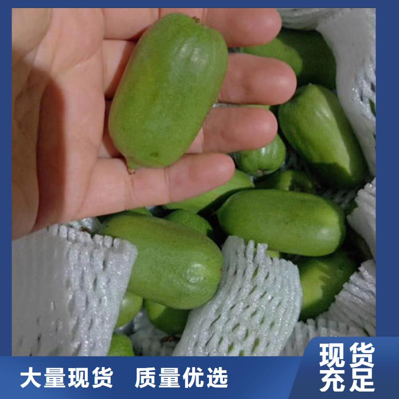 批发猕猴桃树苗价格