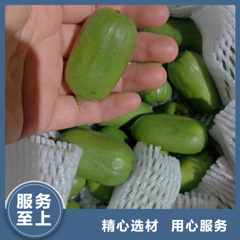猕猴桃树苗厂家发货迅速