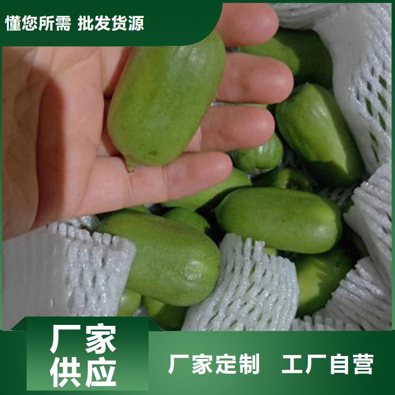规格全的猕猴桃树苗现货厂家