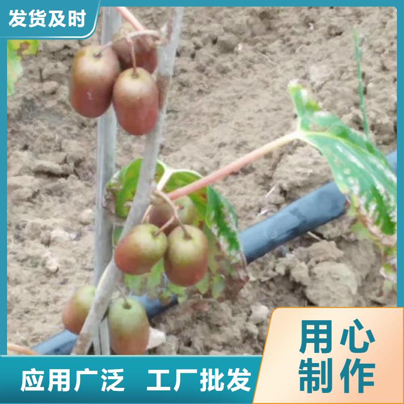 规格全的猕猴桃树苗现货厂家