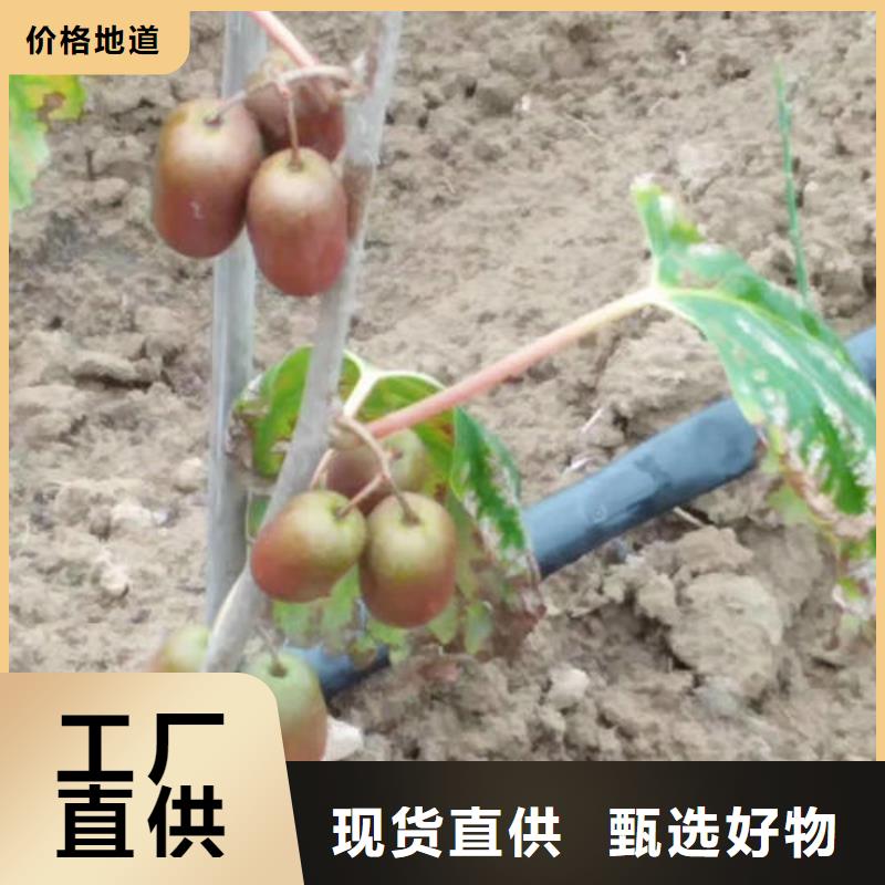 猕猴桃树苗厂家-泰源苗木基地