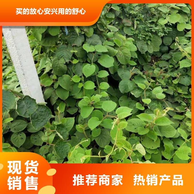 猕猴桃树苗厂家按需定制