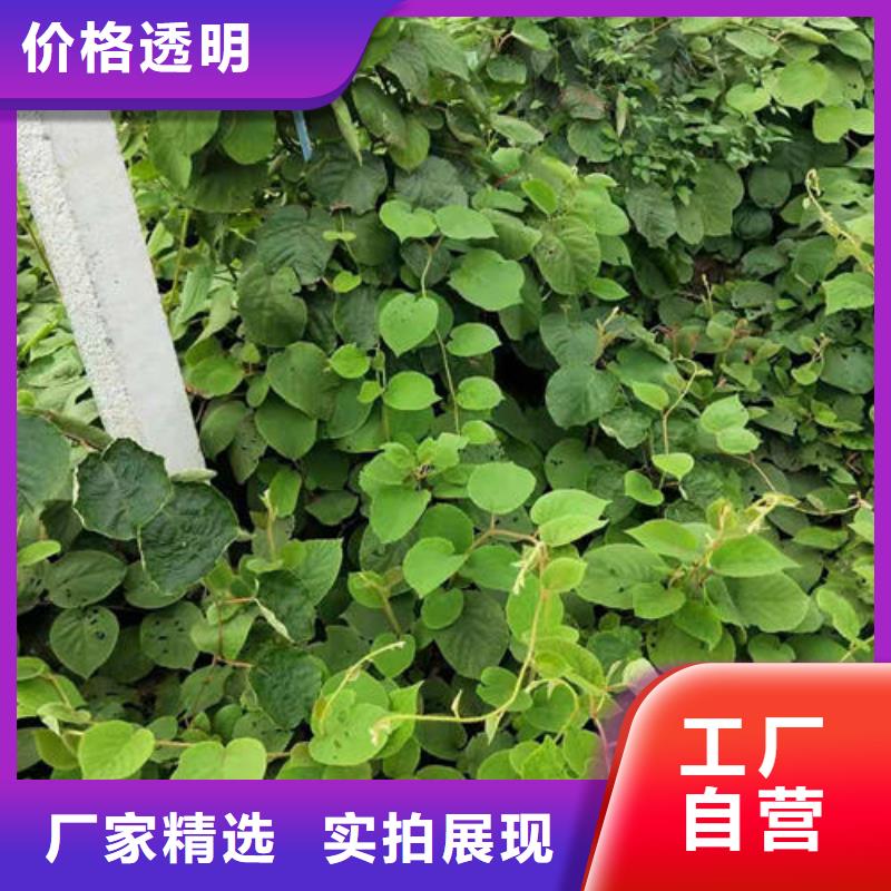 猕猴桃树苗来电报价
