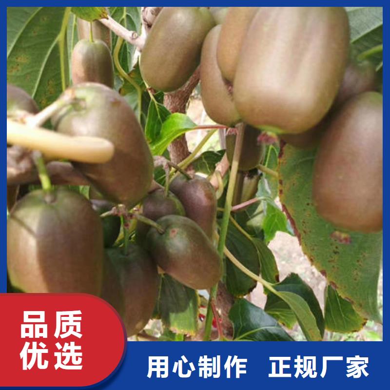 猕猴桃树苗特价销售