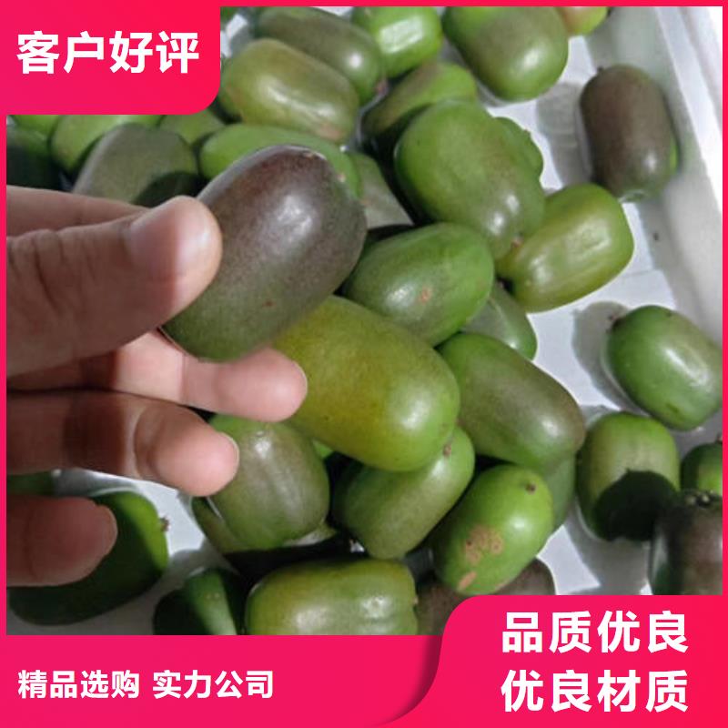 猕猴桃树苗厂家发货迅速