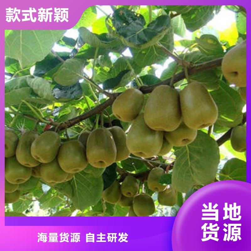 猕猴桃树苗-生产基地-可全国发货