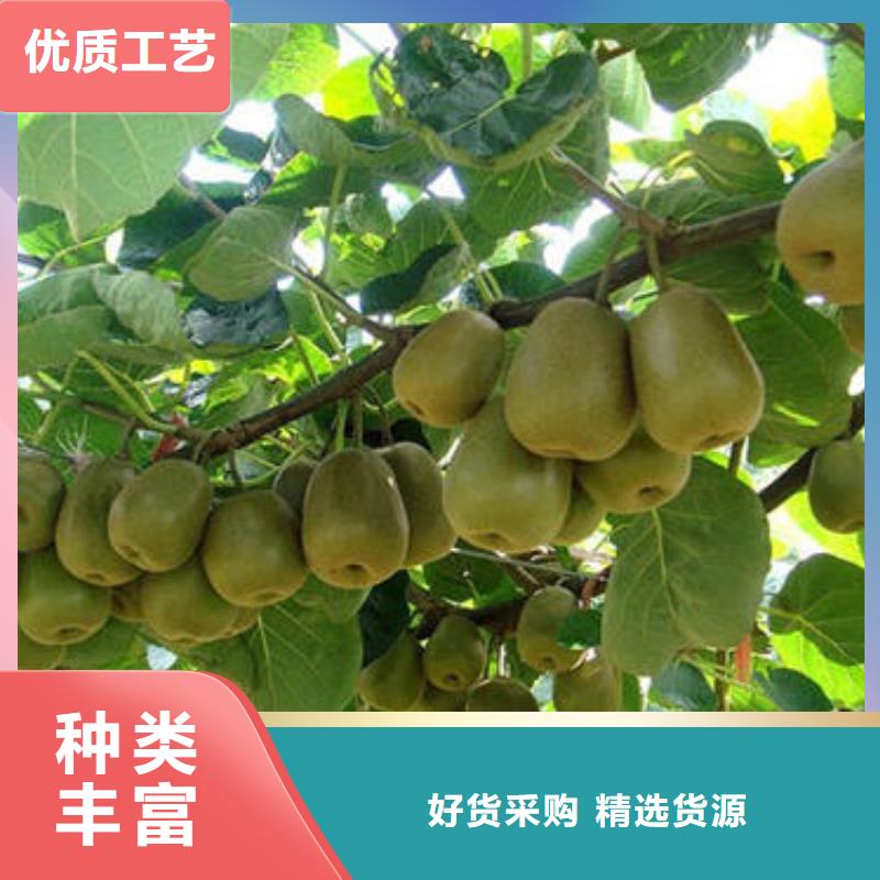 猕猴桃树苗厂家低价出货