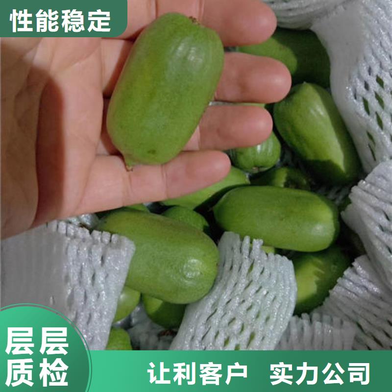 猕猴桃树苗低于市场价