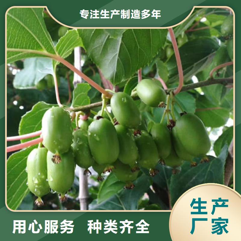 销售猕猴桃树苗_诚信企业