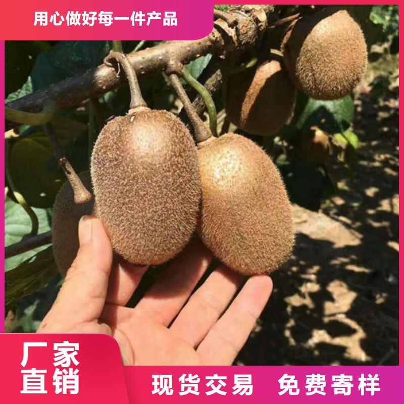 猕猴桃树苗企业-价格优惠