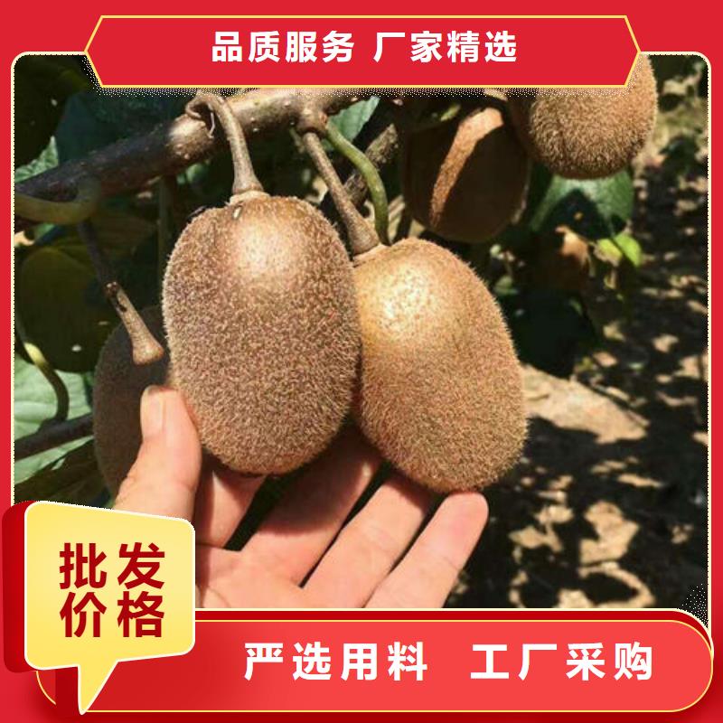 猕猴桃树苗批发-欢迎询价