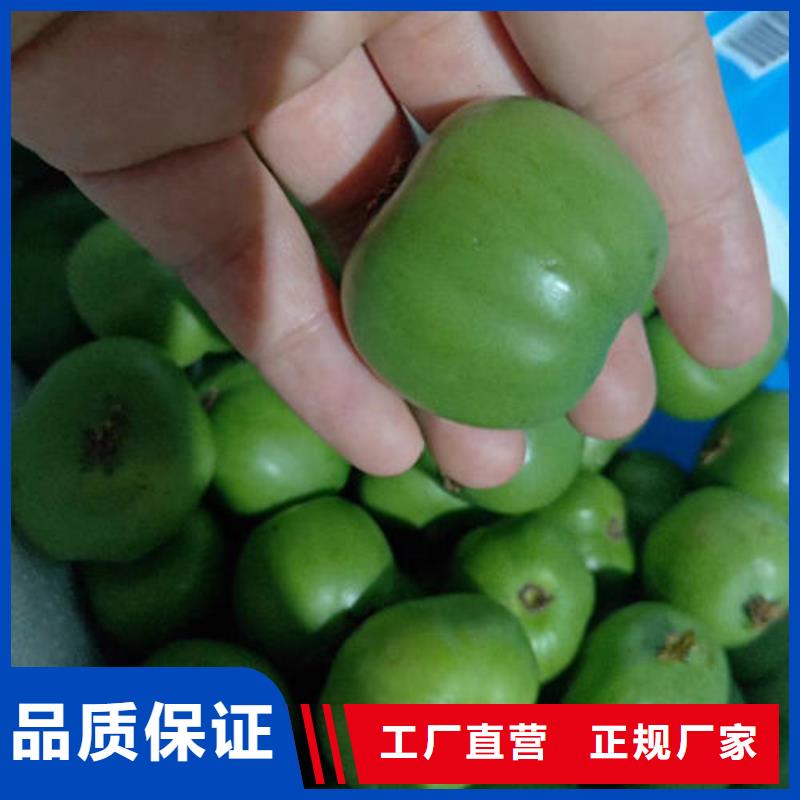 猕猴桃树苗单价
