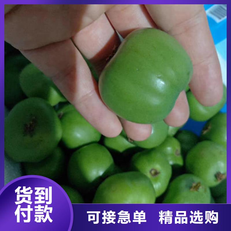 购买猕猴桃树苗-实体厂家可定制