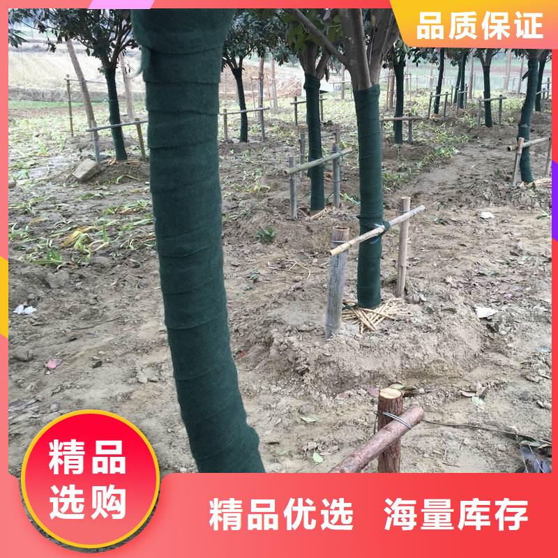 供应批发裹树布-品牌