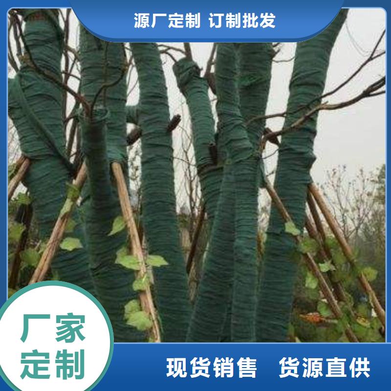 裹树布-可在线咨询