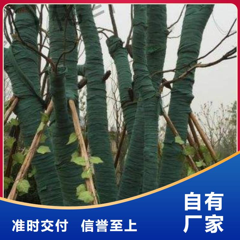 裹树布质检合格