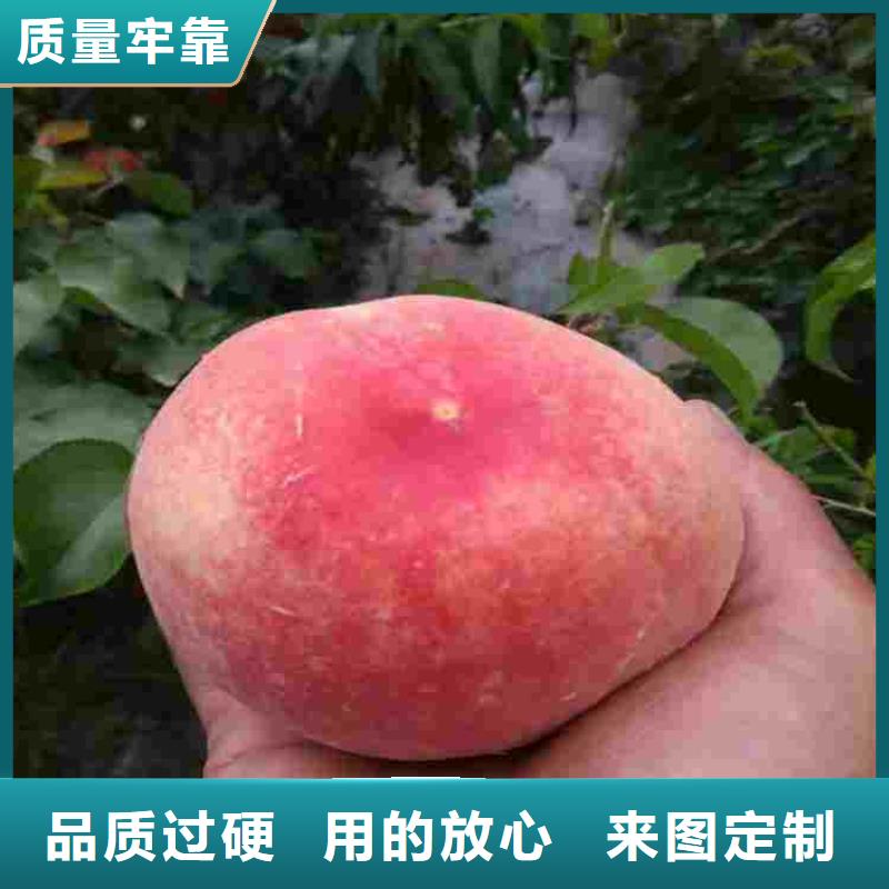 现货供应桃树苗的厂家