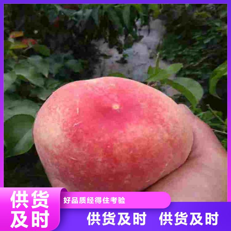 资讯：桃树苗厂家
