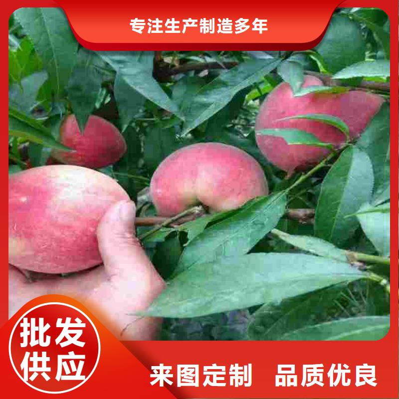 库存充足的桃树苗销售厂家