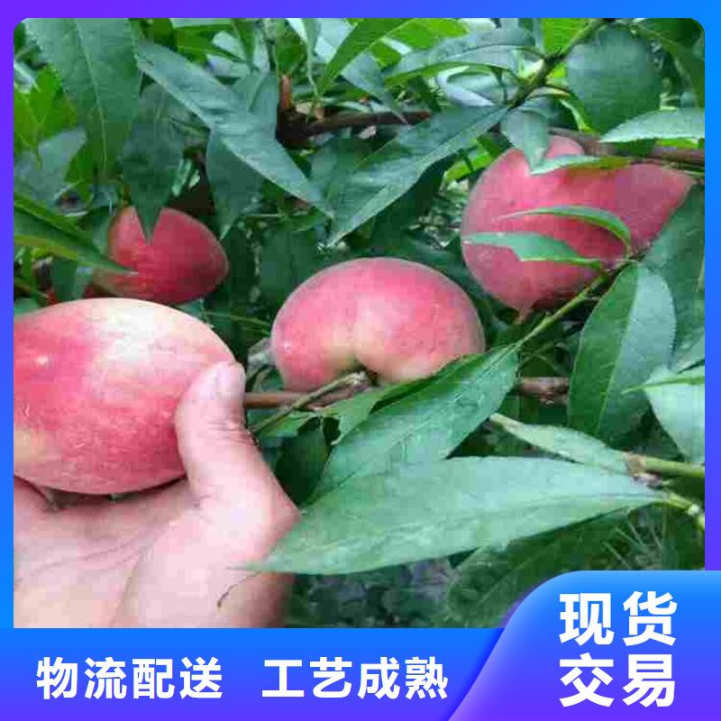 定做桃树苗的公司