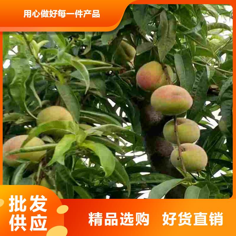 桃树苗-点击了解更多