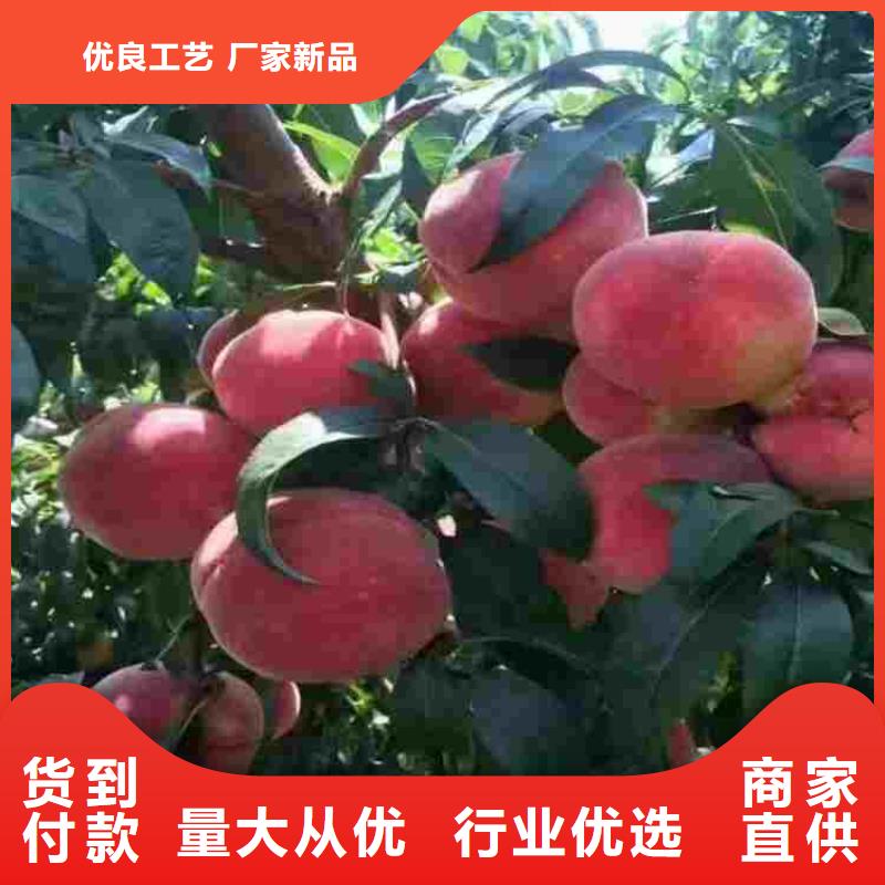 制造桃树苗的厂家