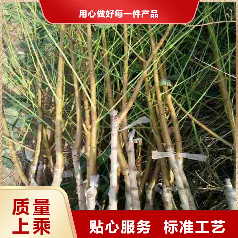 桃树苗一站式厂家