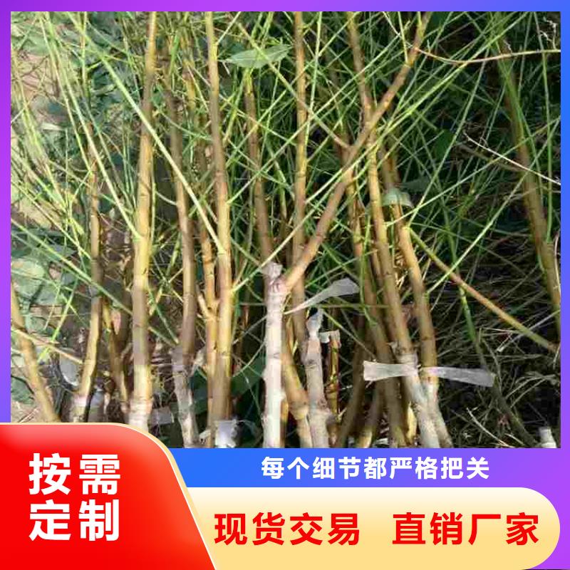 桃树苗厂家批发价格