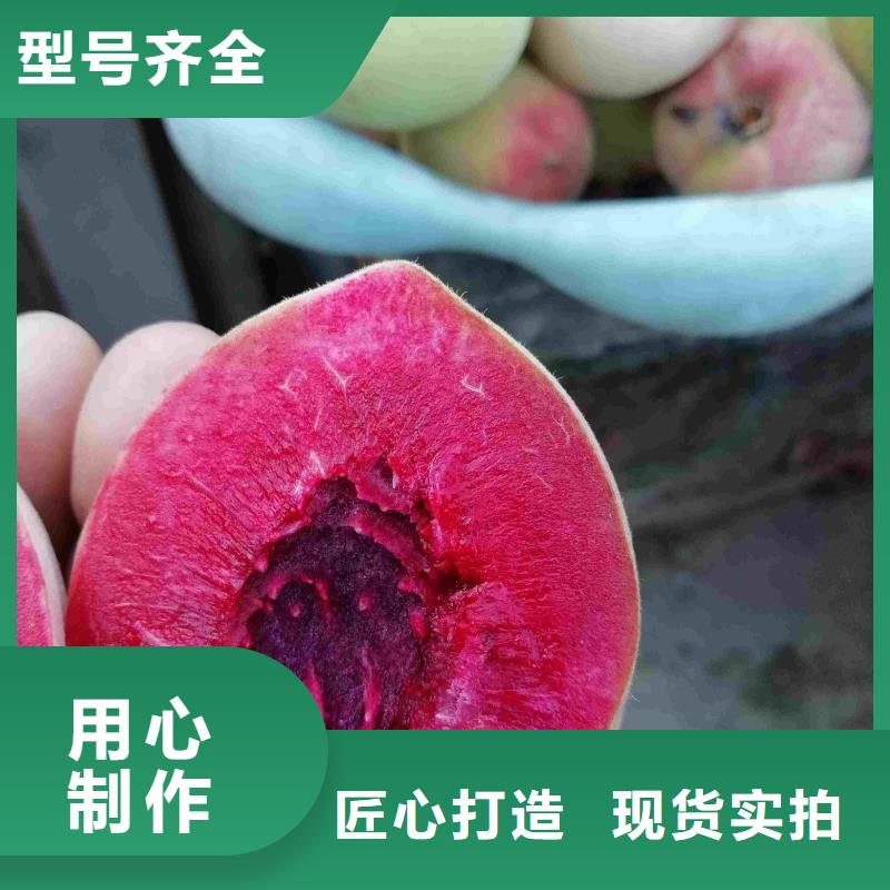 桃树苗质量保证