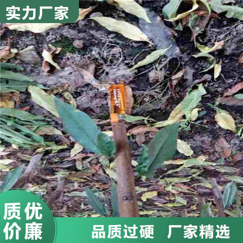 桃树苗制造厂家