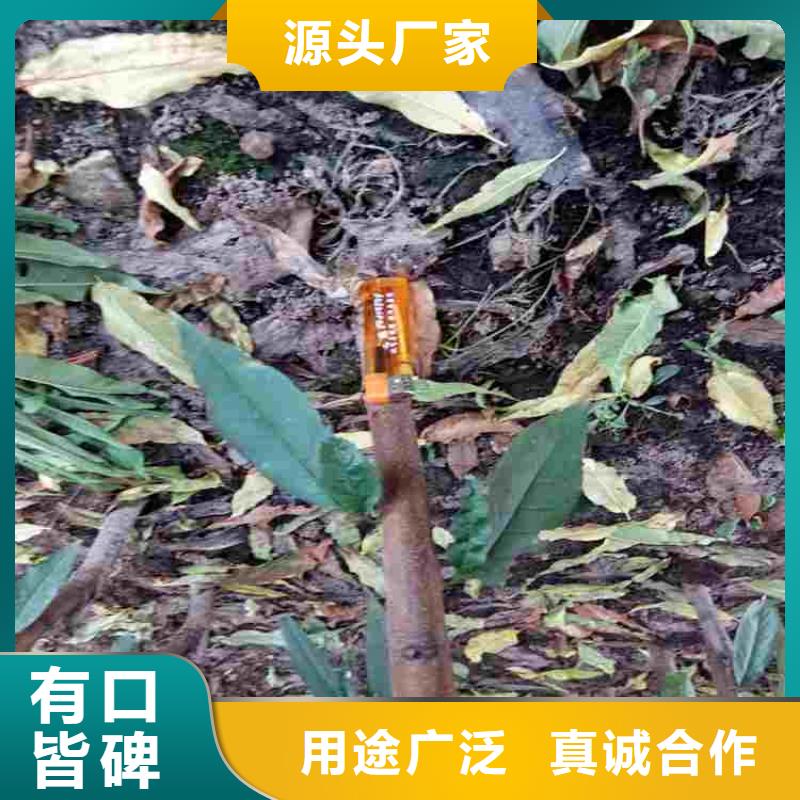 桃树苗品质优良
