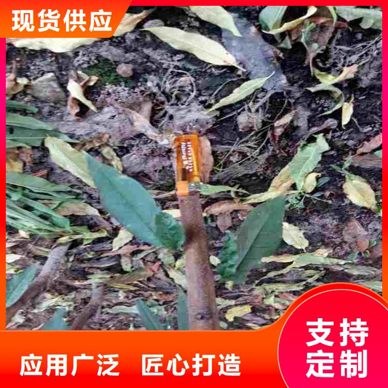 桃树苗-桃树苗定制