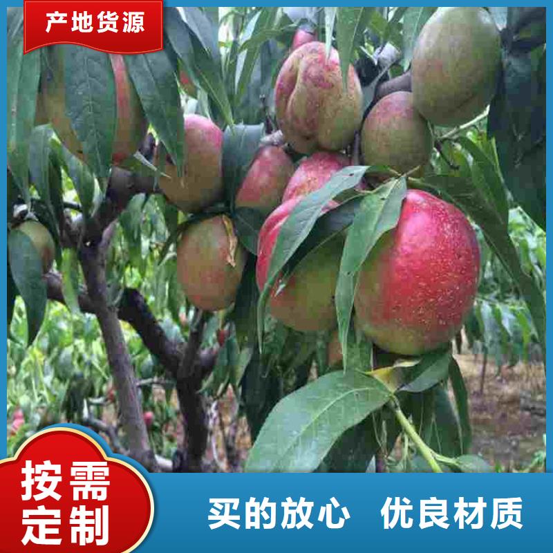 桃树苗-超低价格