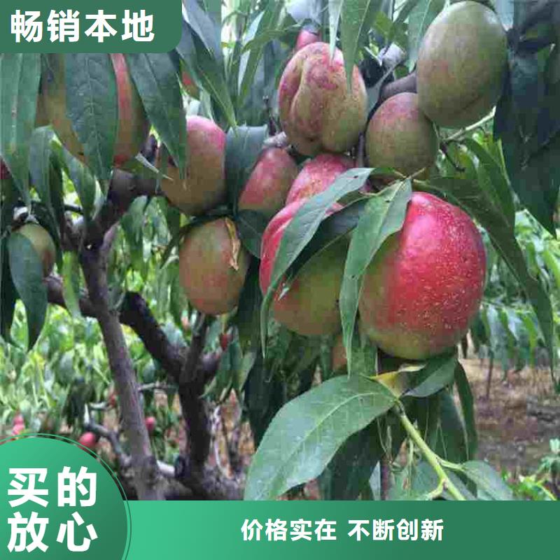 桃树苗专业配送