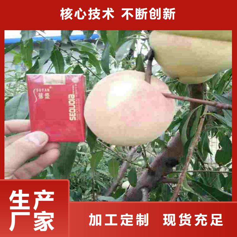 现货供应桃树苗的厂家