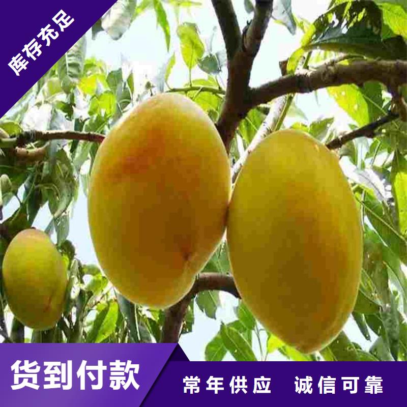 桃树苗制造商